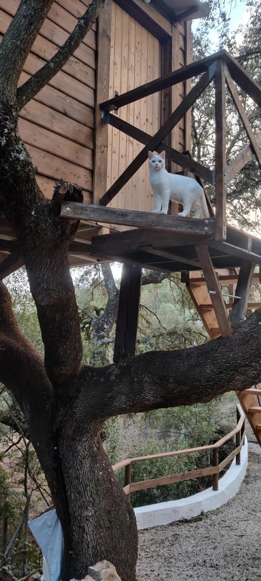 Cabana Del Arbol Lavagarural Villanueva del Rosario Bagian luar foto